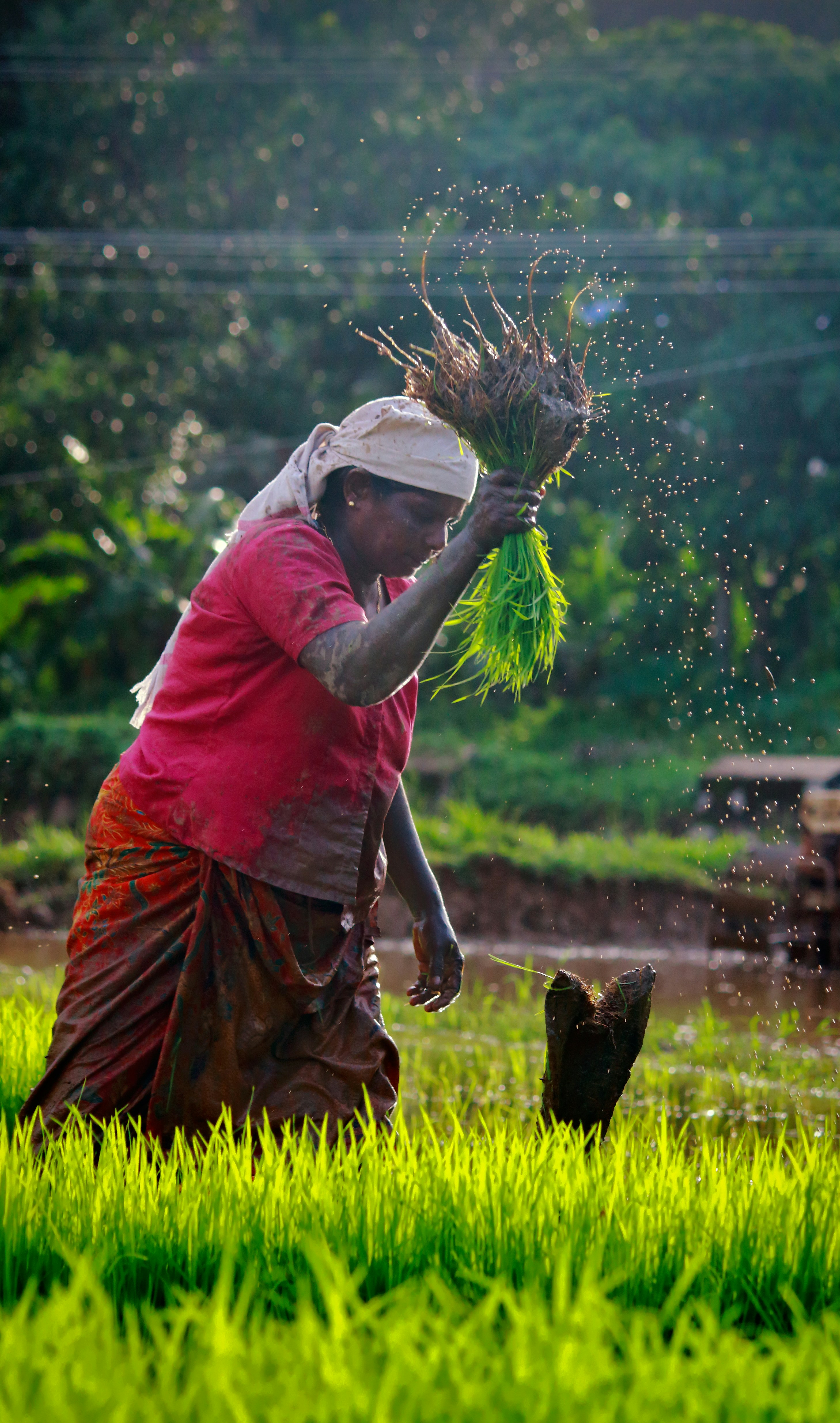 Farmer tending to an organic crop